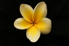 Flower-shuba-8738